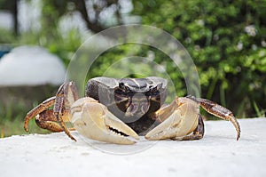 Crab not coocked photo