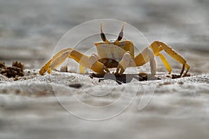 Crab - Ocypode cursor with his environment in Boa Vista, Cape Verde, Cabo Verde, Atlantic ocean