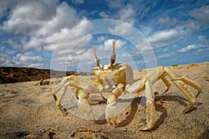 Crab - Ocypode cursor with his environment in Boa Vista, Cape Verde, Cabo Verde, Atlantic ocean