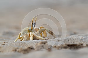 Crab - Ocypode cursor with his environment in Boa Vista, Cape Verde, Cabo Verde, Atlantic ocean