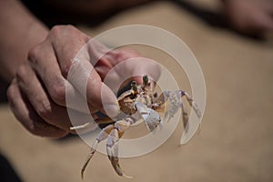 Crab with with open eyes in the hand close up