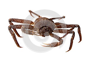 Crab opilio, snow crab isolated on white background