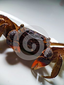 crab with orange claws in white background