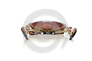 Crab over white