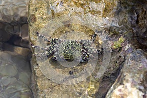 Crab Pachygrapsus marmoratus in shallow water