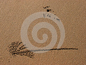 Crab path in sand on beach