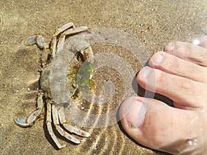 Crab and human foot