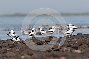 Crab-plover or crab plover, Dromas ardeola, at Jamnagar