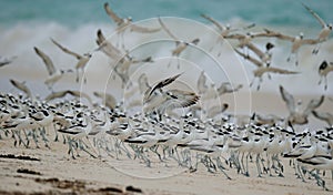 Crab plovers getting together on a Private Island