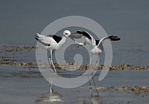 Crab plovers snatching crab from one another at Busaiteen coast, Bahrain photo