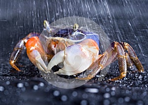 Crab in the rain