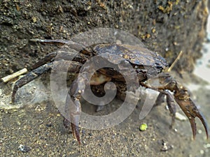 Crab After Rain