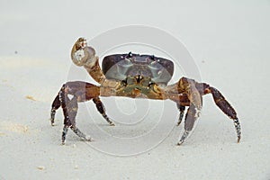Crab with raised claw ready to attack