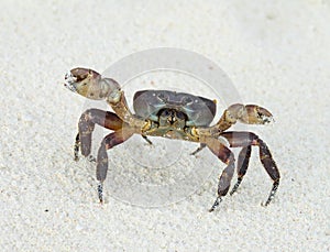 Crab with raised claws ready to attack