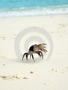 Crab on white sand beach