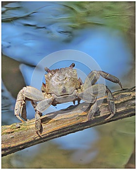 Crab ready to jump when realise someone taking picture