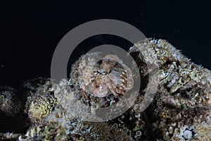 Crab in the Red Sea, Eilat Israel