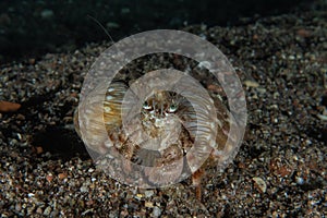 Crab in the Red Sea, Eilat Israel