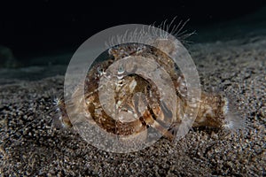 Crab in the Red Sea, Eilat Israel