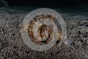 Crab in the Red Sea, Eilat Israel