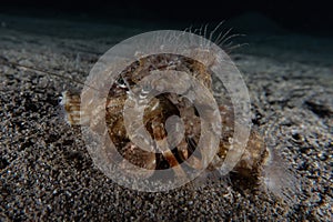 Crab in the Red Sea, Eilat Israel