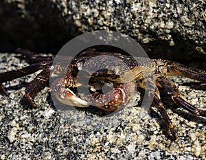 Crab Resting under a Rock
