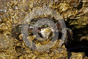 Crab on rock