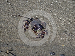 Crab on a Rock, Close up