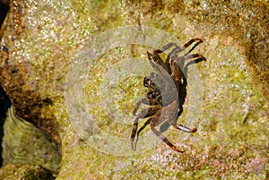 Crab on the rock