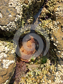 Crab in a rock pool