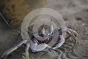 crab in the sand