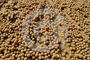 Crab sand balls