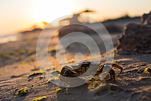 Crab on the sand beach