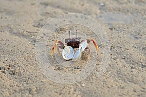 Crab on Sand Beach Koh yao Noi Island Thailand Longtail Boat
