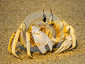 crab