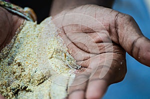 Crab on the sand in the palm