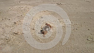 A crab on a sandy beach in India. South India, Colva