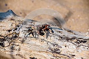 Crab on sandy beach sitting on the wood