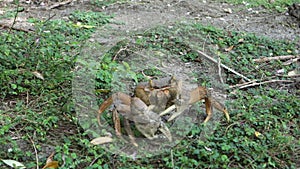 A crab scuttling to safety at spring on bequia