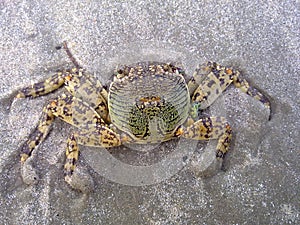 Crab