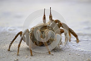 Crab beside sea