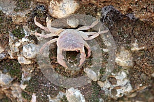 Crab, Sea. Animals. Knowledge of nature. Through the eyes of nature