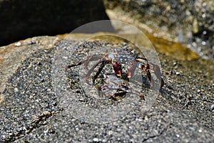 Crab on a sea rock photo