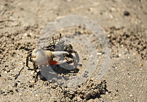 Crab on sea sand