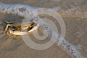 Crab on sea shore