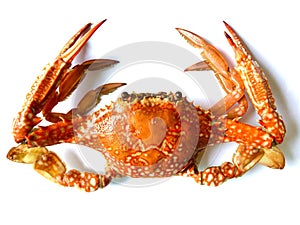 Crab seafood food animal sea lek