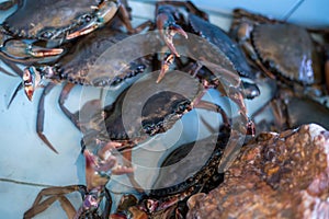 The crab seafood market