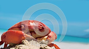 Crab on seaside