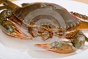 Crab Series 02