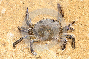 Crab in shallow water